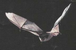 Gray bat, a small but powerful endangered mosquito hunter that can eat 3000 mosquitoes
                         during a single night.  This image is in
                         the public domain, and is from the USFWS Image Library (PHIL).