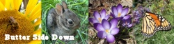 Butter Side Down Blog