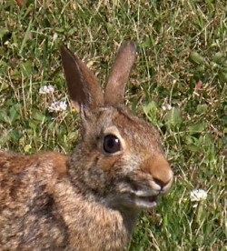 Laughing Bunny copyright 2009
                    Judy Stouffer