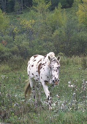 Appaloosa in pasture