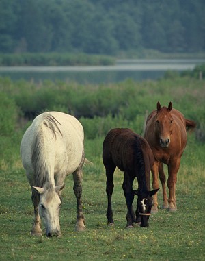 Two Mares and Foal Grazing
