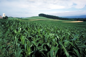 Field Corn