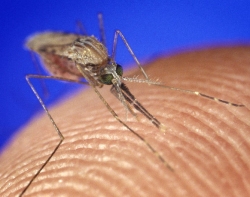 Female Anopheles gambiae mosquito, a vector of malaria.  This image is in the public domain, 
                    and is #1664 in the U.S. Center for Disease Control's Public Health Image Library (PHIL).