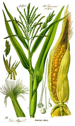 Corn