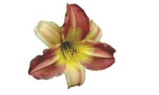 Daylily