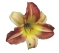 Daylily