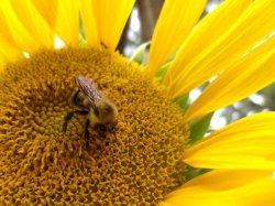 Bee On Sunflower