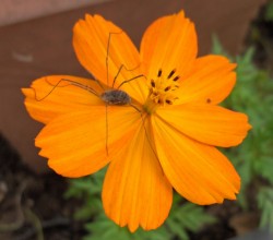 Spider On Cosmos