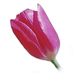 Pink Tulip