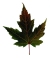 Silver Maple Leaf